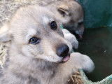 Chiots de race Chien Loup Tch&eacute;coslovaque &agrave; vendre (4 femelles & 3 m&acirc;les)
