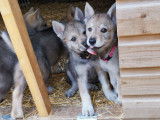 Chiots de race Chien Loup Tch&eacute;coslovaque &agrave; vendre (4 femelles & 3 m&acirc;les)
