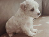 Chiots Bichon Maltais à vendre