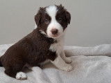 Chiots Border Collie chocolat et red merle à réserver