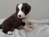 Chiots Border Collie chocolat et red merle à réserver