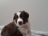 Chiots Border Collie chocolat et red merle à réserver