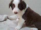 Chiots Border Collie chocolat et red merle à réserver