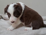 Chiots Border Collie chocolat et red merle à réserver