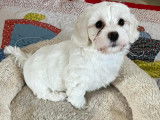 Chiots Bichon Havanais à vendre
