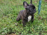 &Agrave; vendre, 1 chiot Bouledogue Fran&ccedil;ais femelle bring&eacute;