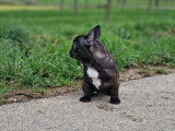 &Agrave; vendre, 1 chiot Bouledogue Fran&ccedil;ais femelle bring&eacute;
