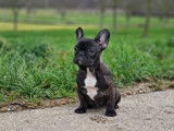 &Agrave; vendre, 1 chiot Bouledogue Fran&ccedil;ais femelle bring&eacute;