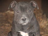2 chiots Staffordshire Bull Terriers LOF à vendre