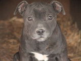 À vendre, 3 chiots Staffordshire Bull Terriers mâles LOF