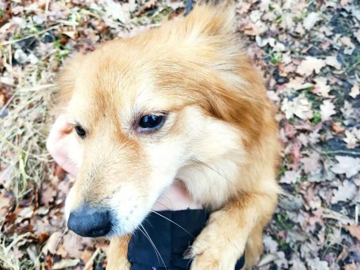 Chienne de 8 ans à donner