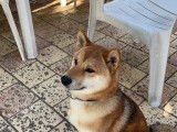 Shiba Inu disponible pour saillie