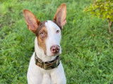 Chien Lévrier Espagnol à donner