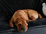 De type Shar-Peï disponible pour saillie
