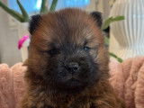 7 chiots Chow-chow disponibles à la réservation (LOF)