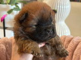 7 chiots Chow-chow disponibles à la réservation (LOF)