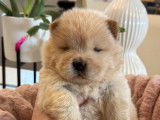 7 chiots Chow-chow disponibles à la réservation (LOF)