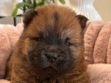 7 chiots Chow-chow disponibles à la réservation (LOF)
