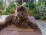 Superbe Caniche moyen marron LOF disponible pour saillie