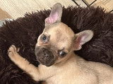 Un chiot mâle Bouledogue Français disponible
