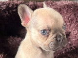 Un chiot mâle Bouledogue Français disponible