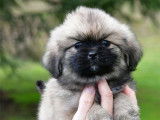 Des chiots Épagneuls Tibétains LOF acheter