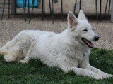 &Agrave; vendre : une chienne Berger Blanc Suisse LOF &acirc;g&eacute;e de quatre ans