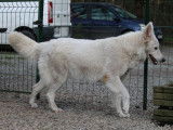 &Agrave; vendre : une chienne Berger Blanc Suisse LOF &acirc;g&eacute;e de quatre ans