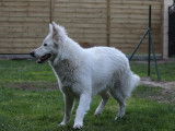 &Agrave; vendre : une chienne Berger Blanc Suisse LOF &acirc;g&eacute;e de quatre ans