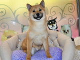 Magnifiques Shiba Inu à vendre