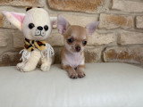 Chiot. Née le 21/06/2025. Disponible tel 06 25 18 60 58