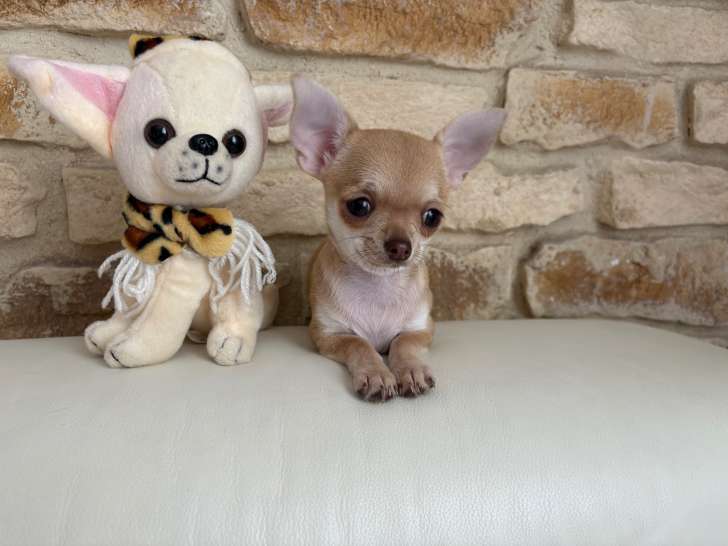 Aglaé. Née le 21/06/2025. Disponible tel 06 25 18 60 58