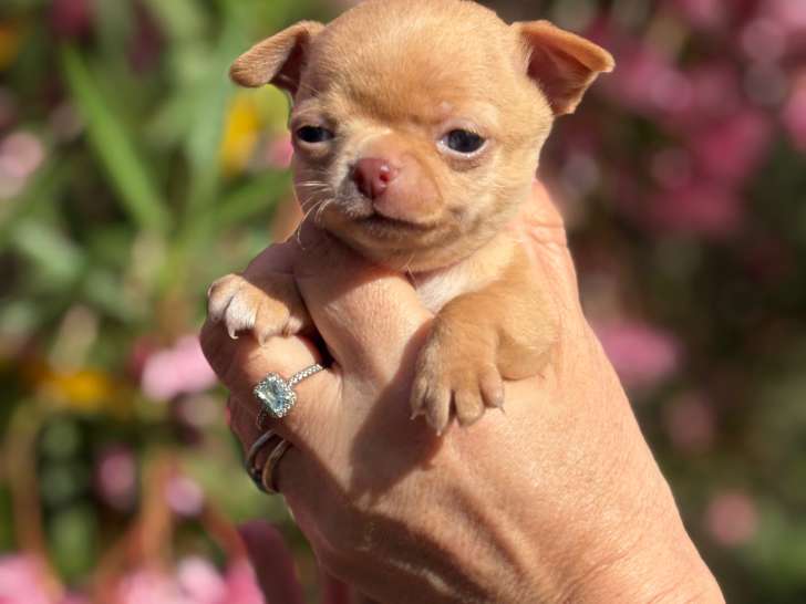Chiots Chihuahua à poil court LOF à vendre