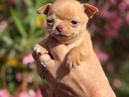 Chiots Chihuahua à poil court LOF à vendre