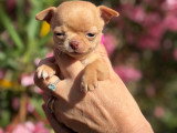 Chiots Chihuahua à poil court LOF à vendre
