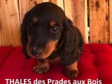 Thales des prades aux bois (M)