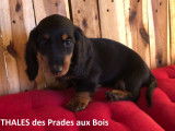 Thales des prades aux bois (M)
