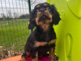 Un chiot femelle Cavalier King Charles noir et feu disponible
