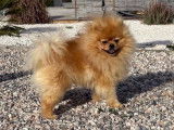 Mâle Spitz Nain LOF disponible pour saillie