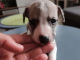 À réserver 8 chiots Whippet LOF