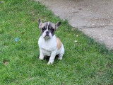3 chiots Bouledogues Fran&ccedil;ais femelles LOF &agrave; vendre