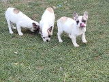 3 chiots Bouledogues Fran&ccedil;ais femelles LOF &agrave; vendre