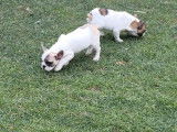 3 chiots Bouledogues Fran&ccedil;ais femelles LOF &agrave; vendre