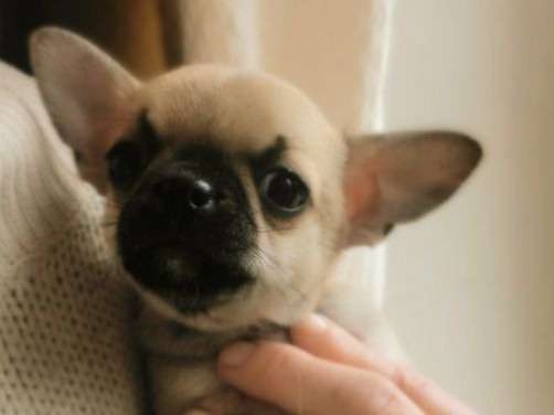 Un chiot Chihuahua mâle LOF disponible à la réservation