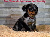 Disponible à la vente, 8 chiots Beaucerons LOF