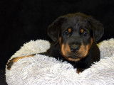 Disponible à la vente, 8 chiots Beaucerons LOF