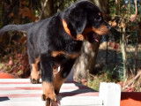 Disponible à la vente, 8 chiots Beaucerons LOF