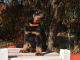Disponible à la vente, 8 chiots Beaucerons LOF