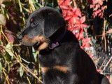 Disponible à la vente, 8 chiots Beaucerons LOF