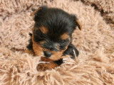 Chiot m&acirc;le Yorkshire Terrier LOF &agrave; r&eacute;server